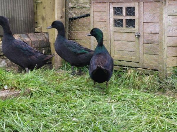 Image 3 of East Indian ducks last years hatch