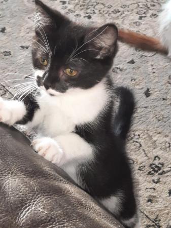 Image 1 of Very pretty super fluffy Black and White female Kitten