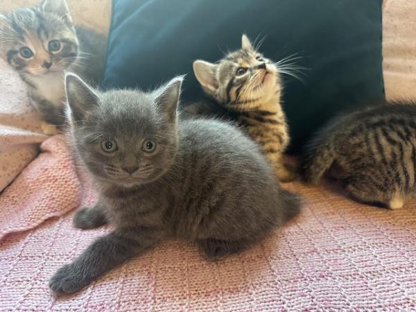 Image 4 of Beautiful kittens 1 grey boy x2 Tabbys