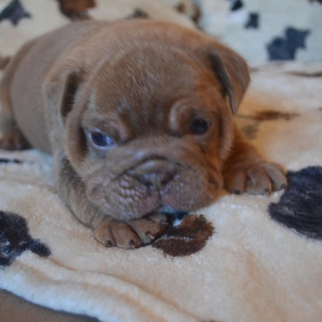 Preview of the first image of British bulldog 5 weeks old.