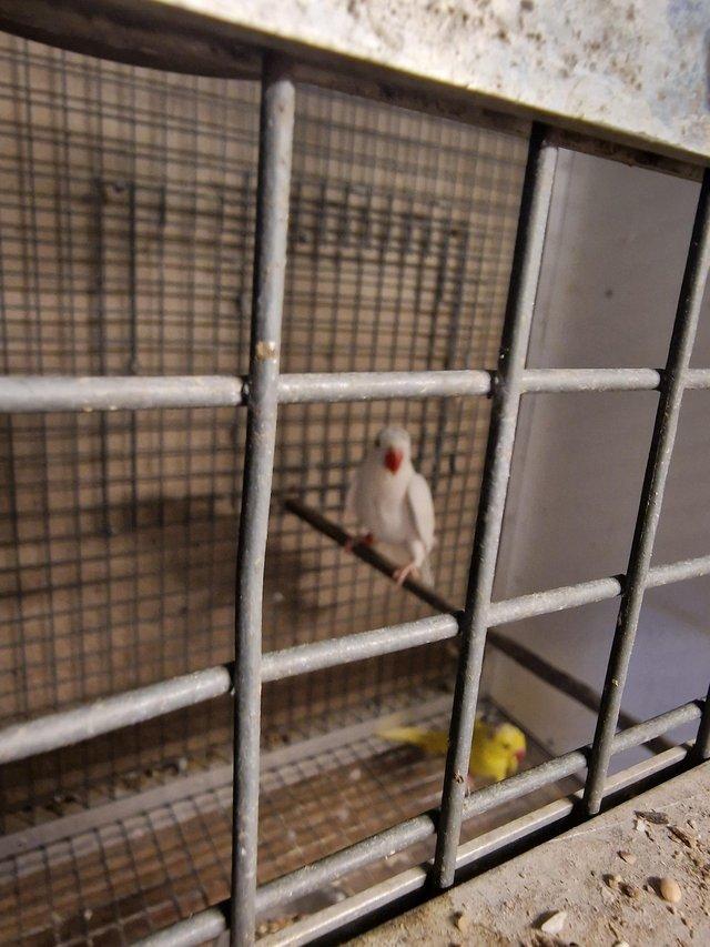 Preview of the first image of Albino ringneck hen dna sexed.