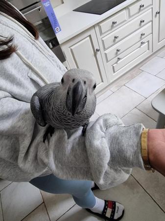 Image 2 of African Grey Baby hand reared