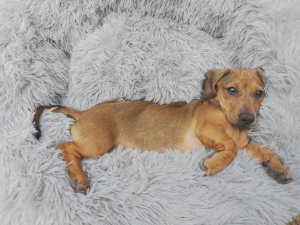 Image 4 of Kc registered smooth haired miniature dachshund puppies