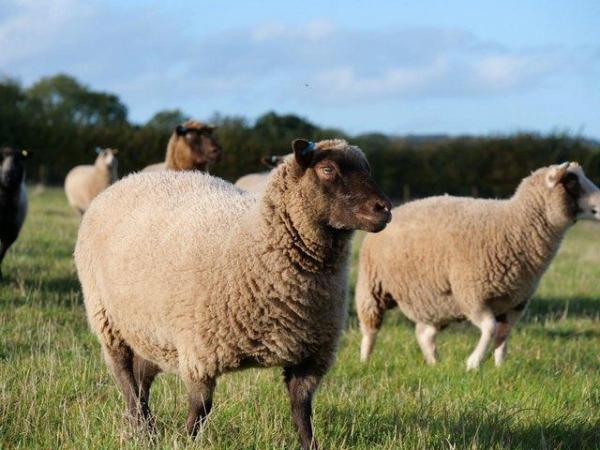Image 2 of A selection of registered Shetland Sheep for sale