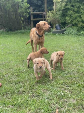 Image 5 of Last few remaining!. Gorgeous Fox Red Lab puppies