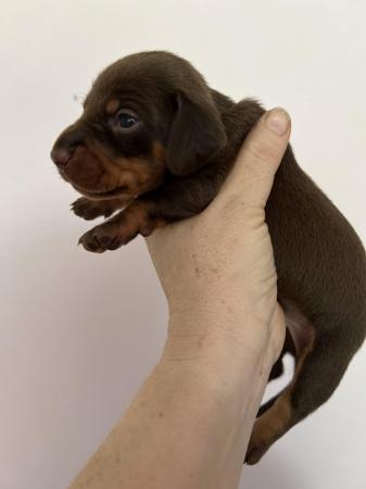 Image 2 of Stunning miniature dachshunds