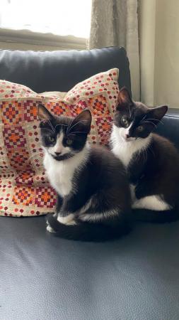 Image 5 of Beautiful black/brown and white kittens