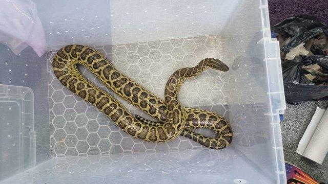 Image 5 of ??Yellow anaconda for sale:)??
