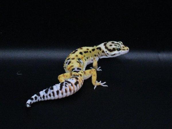 Image 2 of Leopard Gecko (normal bold bandit cross) (hatch7/8/23)