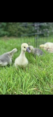 Image 3 of 4 x pure bred chinese goose hatching eggs for sale