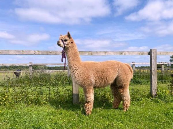 Image 5 of STUNNING BAS FAWN ALPACA MALE- READY TO MEET THE GIRLS