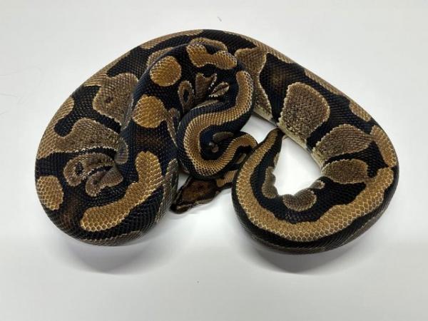 Image 3 of Ball Python Adult Females