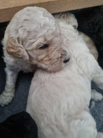 Image 5 of Standard multigen goldendoodles puppies ready on 24th June