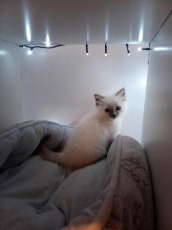 Image 10 of SOLD Pedigree Ragdoll kittens for sale £650 each