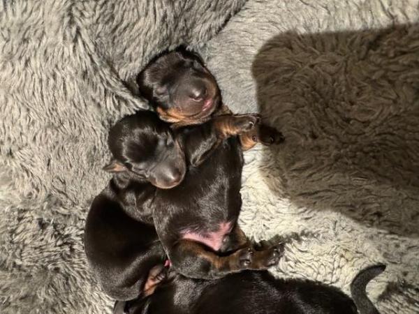 Image 3 of Dachshund Puppies for Sale - Beautiful Black Tan