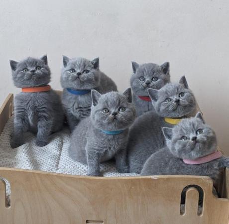 Image 13 of Amazing British Shorthair Blue registered kittens