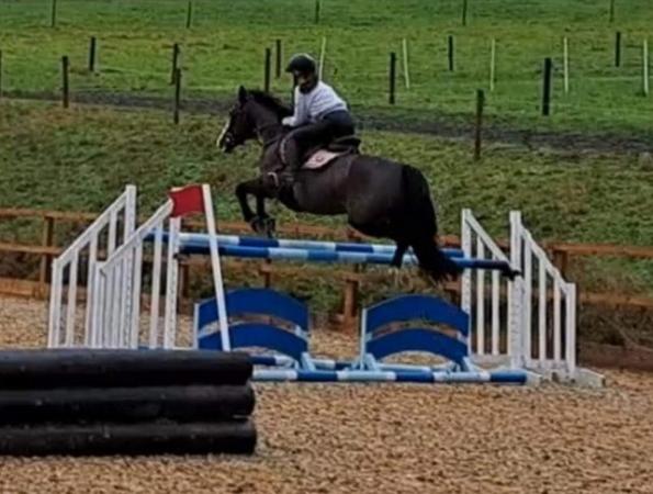 Image 1 of 15hh mare - teenagers dream