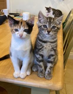 Image 1 of BEAUTIFUL KITTENS FOR SALE