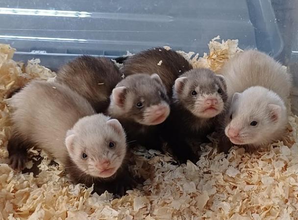 Image 13 of Ready To Collect,Baby Ferrets For Sale,Hobs and Jill's Avail