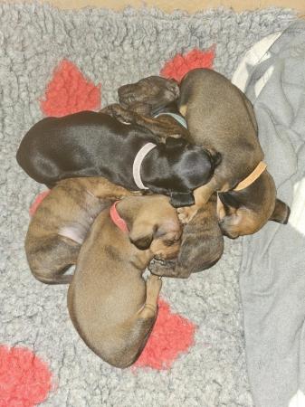Image 3 of Ready now Standard dachshund puppy show bred