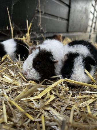 Image 3 of Baby teddy Guinea pigs female
