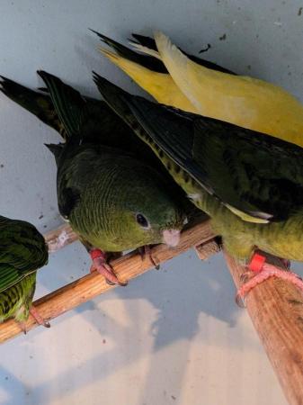 Image 6 of Male / female lineolated parakeets,