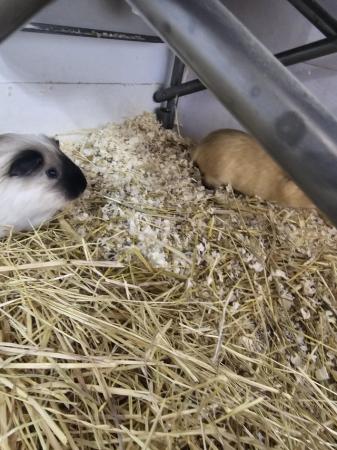 Image 2 of Bonded Guinea pig boys looking for a new home