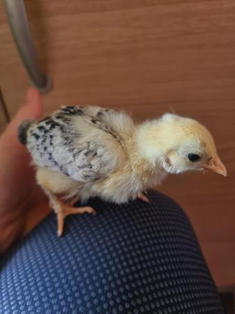 Image 3 of Bantam chick's 2, 3 weeks old