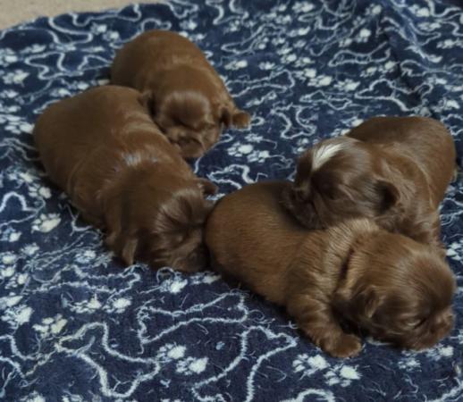 Image 8 of One male Chocolate imperial KC registered shih tzu puppies