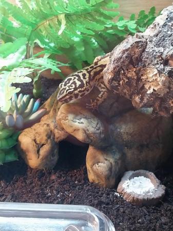 Image 4 of Female leopard gecko with everything