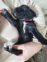 Image 15 of KC registered Cocker Spaniel puppies for sale