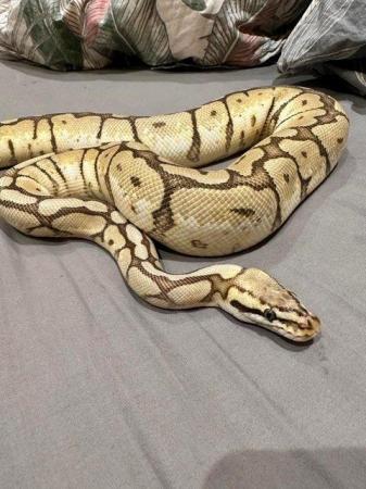 Image 5 of ball python Orange Dream Yellow Belly Spider Adult Female