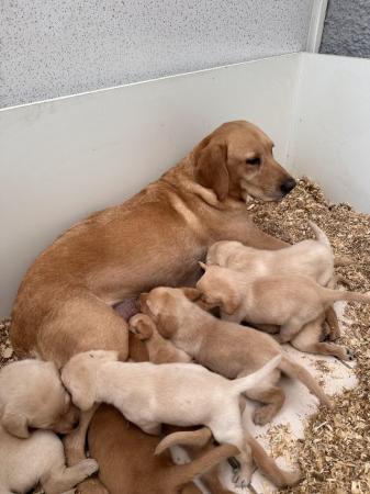 Image 3 of Beautiful fox red and yellow labrador puppies ready 8th May