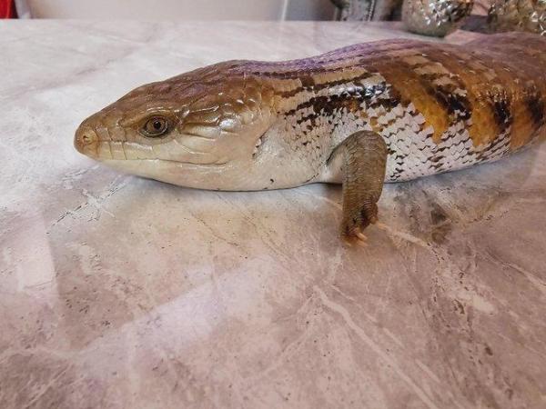 Image 4 of 5 year old Northern Blue tongue skink