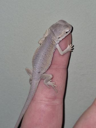 Image 4 of Baby Bearded Dragons, zeros, weros and Witblits