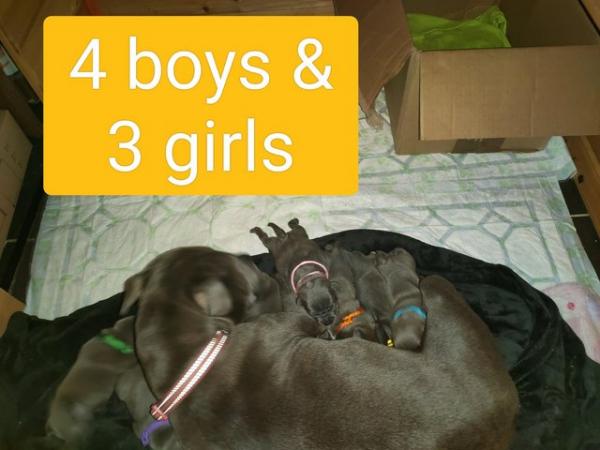 Image 4 of 7 beautiful champion blue Staffordshire bull terrier puppies