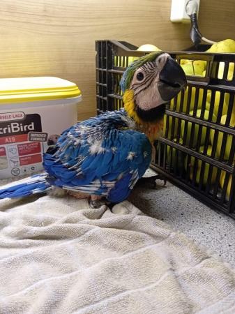 Image 3 of ??Adorable Baby Blue and Gold Macaw for Sale!??