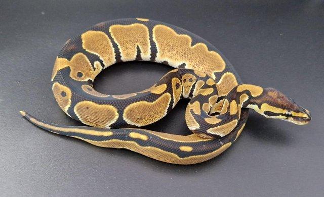Preview of the first image of Triple Het Dreamsicle Genetic Stripe Male Ball Python 230401.