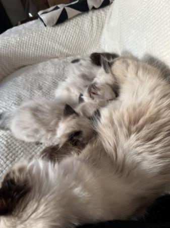 Image 3 of Two absolutely gorgeous Seal point Ragdoll Boys
