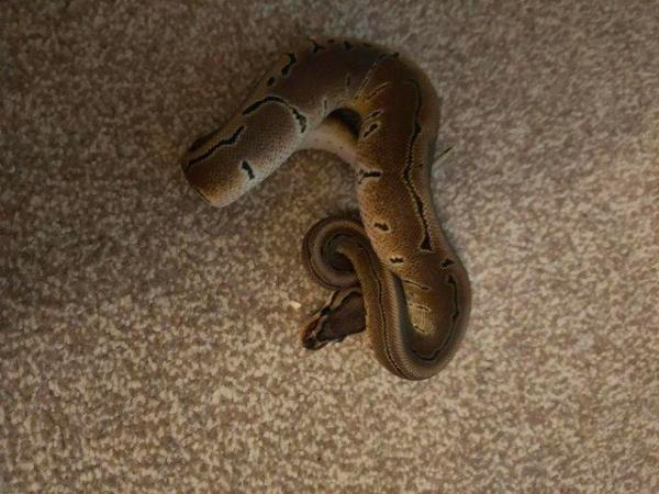 Image 11 of CB23 Various Royal Pythons for sale