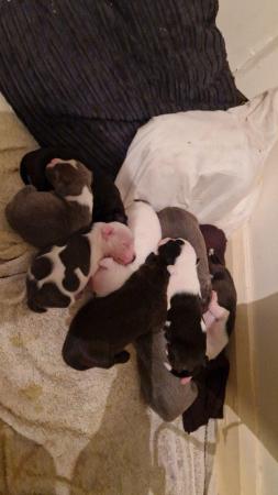 Image 5 of 10 week old Staffordshire bull terrier puppies