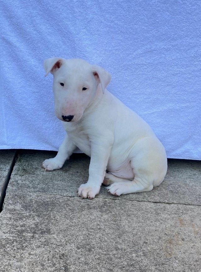 Preloved miniature bull store terrier