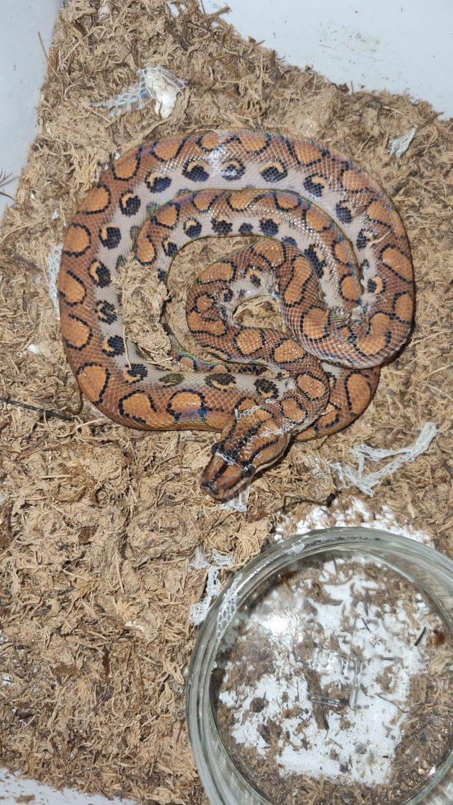 Preview of the first image of Brazzillian rainbow boa for sale.