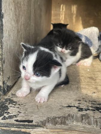 Image 2 of Adorable kittens for sale