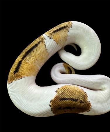 Image 5 of Pied Orange Dream Pastel Yellow belly Royal Python