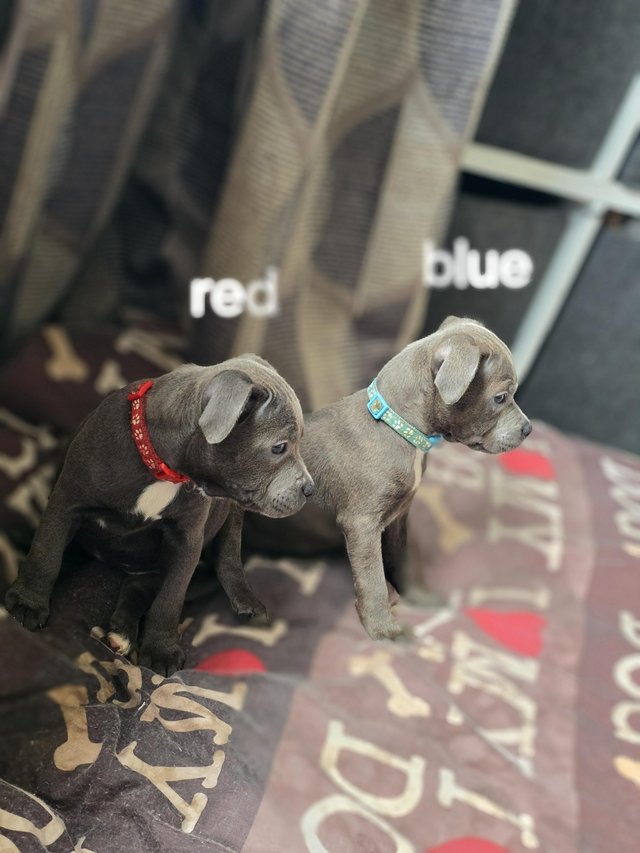 Preview of the first image of READY NOW... BLUE KC STAFFY PUPS.