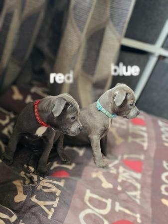 Image 1 of READY NOW... BLUE KC STAFFY PUPS