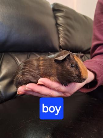 Image 3 of Baby guinea pigs for sale