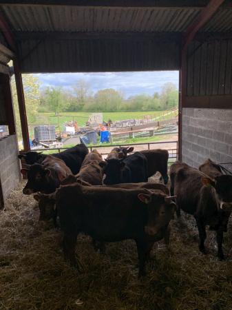 Image 1 of 11 Devon for sale heifer and steers