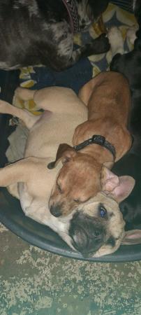Image 2 of Frenchie x dachshund dogs need new homes